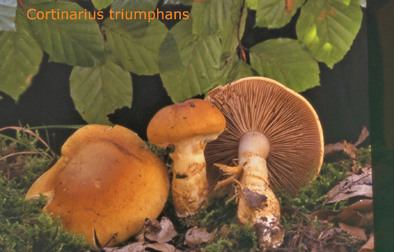 Cortinarius triumphans-amf698.jpg - Cortinarius triumphans ; Syn: Phlegmacium triumphans ; Nom français: Cortinaire triomphant